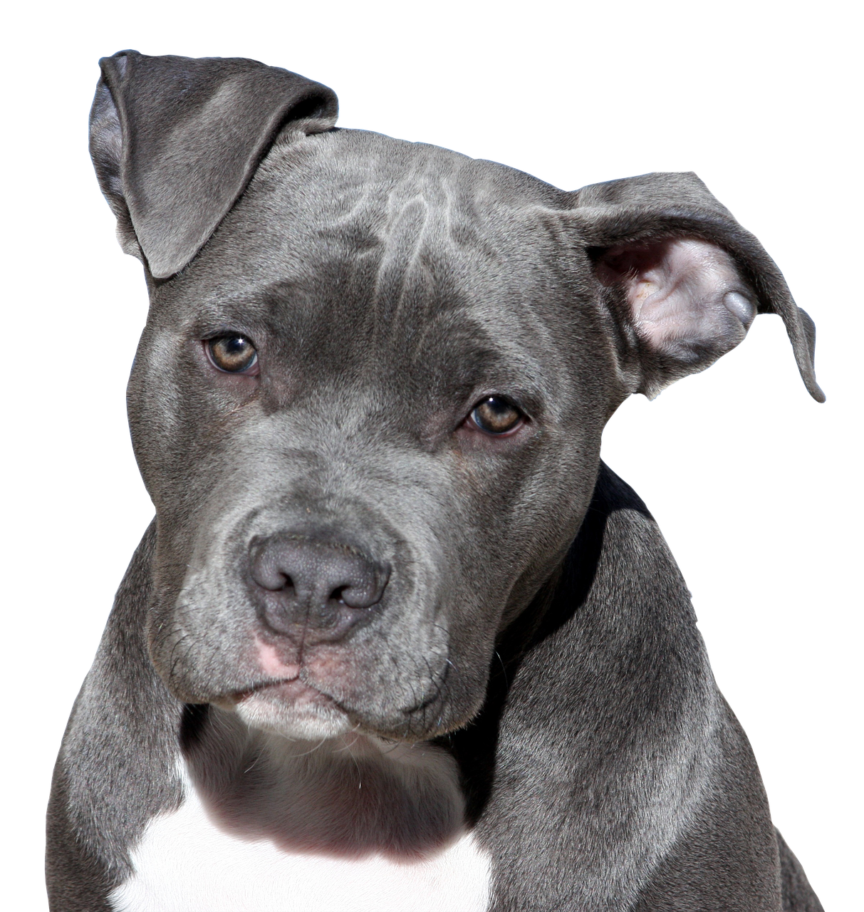 Eens een pitbull altijd een pitbull